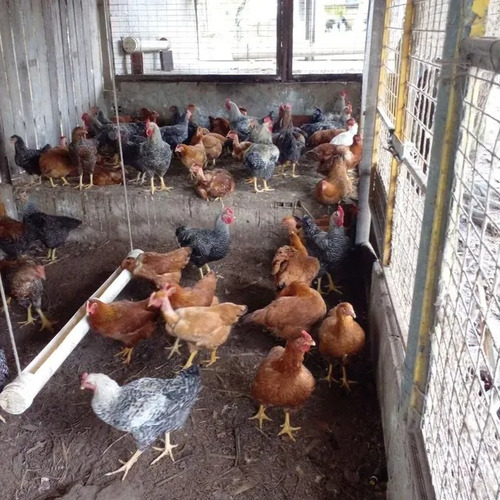 2 Leve 4 Ovos Raças Pura Variadas.compre E Escolha Ás Raças!