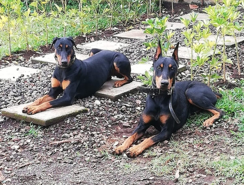 Imagen 5 de 5 de Cachorros Doberman