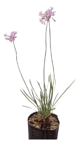 Agapanto Azul 3lts (10u.) Incl. Flete Hasta ...