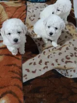 Comprar Últimas Cachorras Bichon Frise Con Fca Y Microchip 