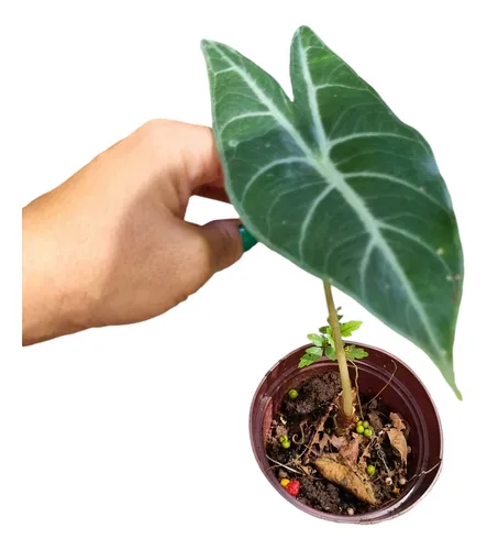 Alocasia Longiloba 