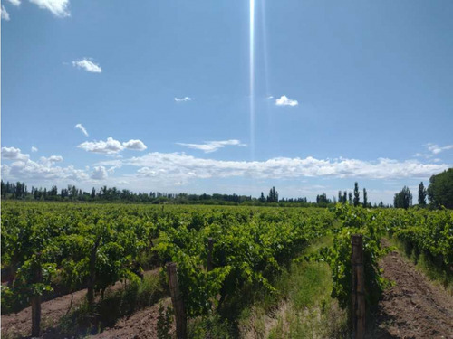 Vendo Finca A Tranquera Cerrada San Rafael Mendoza