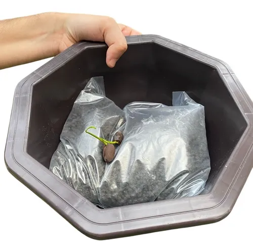 Planta De Loto En Bowl