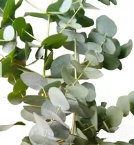 Comprar Eucaliptus Cinerea Plateado Sidra Azul Medicina- Nat Activa