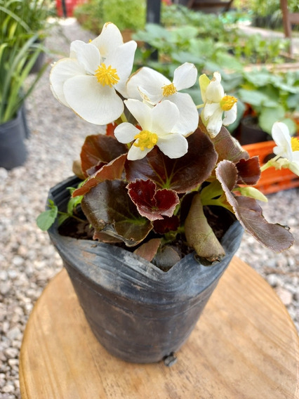 Plantas De Begonias Con Flores | MercadoLibre ?