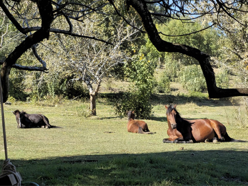 Hermosas Parcelas De 5000mts2 En Panguipulli