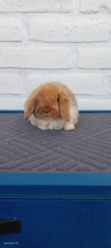 Conejito Mini Lop, Belier, Orejitas Caídas (Usado)
