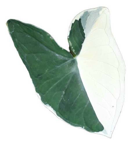 Xanthosoma Atrovirens - Orelha De Elefante / Taiá Variegado
