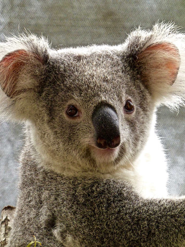 Cuadro 20x30cm Koala Fauna Gris Gray Osos Mimoso Tierno M1