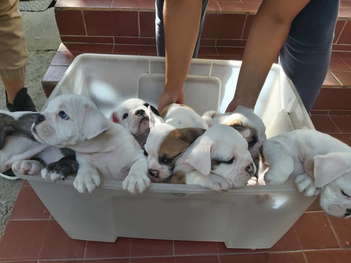 Imagen 9 de 10 de Bulldog Ingles