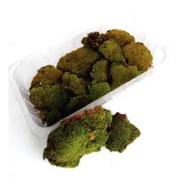 Comprar Musgo Decorativo Bonsai Terrarios Otros Delivery Gratis