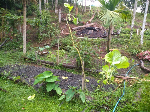 Imagem 18 de 19 de Sítio À Venda Em Miracatu Com Ampla Área Aberta Aproveitável! - 416 - 33675526