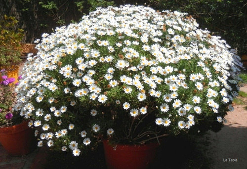50 Semillas Mini Margarita Rastrera Leucanthemum Paludosum