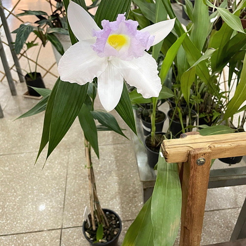 Orquídea Terrestre Sobralia Cores Diversas Muda Adulta