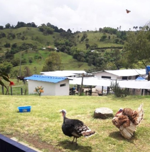 Venta Finca Tulua Corregimento La Marina 