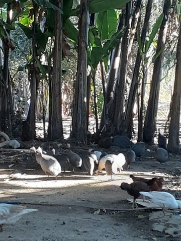 Imagem 13 de 20 de Área Rural De Santo Antônio Do Descoberto Chácara 20000m² - Meuimm318 - 68460371