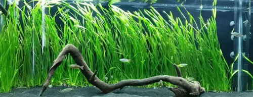 Vallisneria Asiática Comun 3 Plantas 