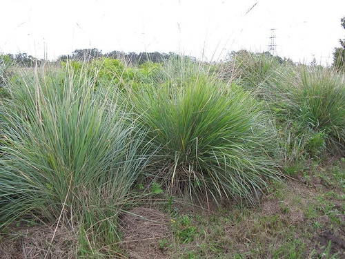 Paspalum Quadrifarium (chica) - Vivero Chicos Naturalistas