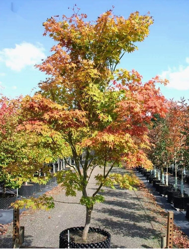 Arbol Acer Palmatum, Arce Japonés 2mts 30lts