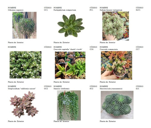 Plantas Suculentas Pequeñas, Un Detalle Vivo.