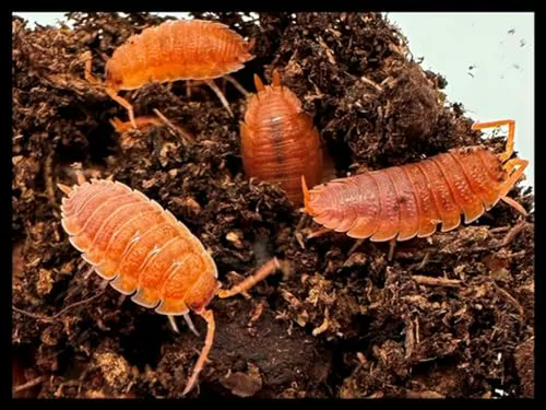 Isópodos Naranja Para Biohábitats De Anfibios-reptiles-inver