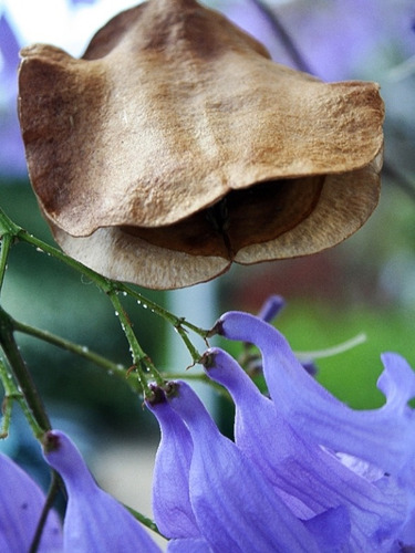 1000 Semillas De Arbol Nativo Jacaranda Flor Azul Violeta | Envío gratis