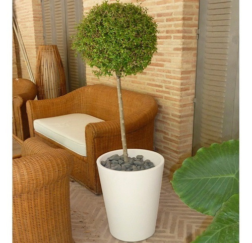 Maceta Minimalista De Plástico Gerbera Blanca Exterior O Int