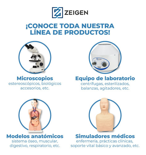 Zeigen Modelo Anatómico Del Corte Medial De La Cabeza