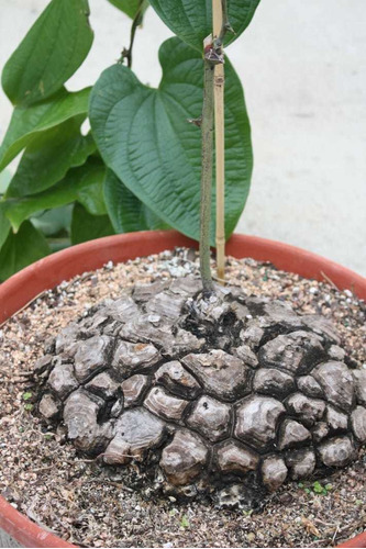 Dioscorea Mexicana 