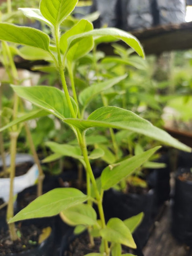 1 Muda De Ginseng 40 Cm Orgânico