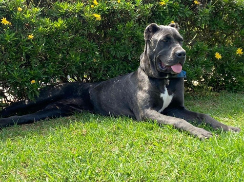 Imagen 6 de 7 de Cane Corso Camada Nueva