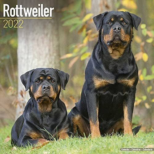 Libro: Calendario Rottweiler Calendarios De Razas De Perros