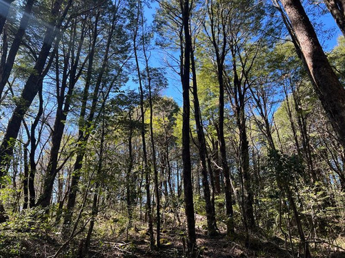 Terrenos 5.000 M2 Sector Las Tinajas, Malalcahuello