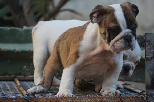 Cachorros Bulldog Inglés