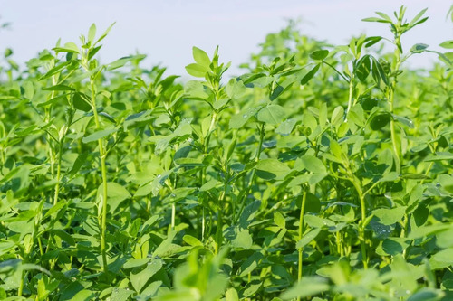 Semilla De Alfalfa Var. Atlixco / Atlixqueña (20 Kg)