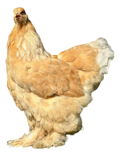 Ovos Férteis De Brahma Lemon Para Chocar