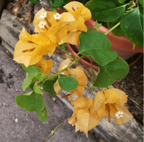 Árbol De Bugambilia Amarilla, Más Semillas  