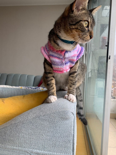 Chompa De Lana Para Gato Hecha A Mano