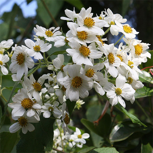Plantin Margarita De Arbol
