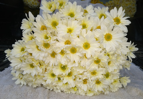 Flores Naturales Recién Cortadas