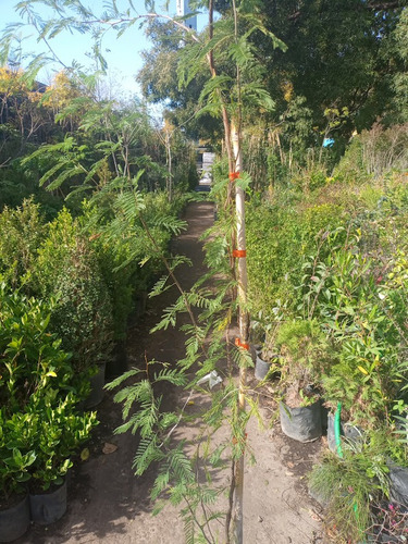 Imagen 3 de 4 de Algarrobo Chileno 4lts