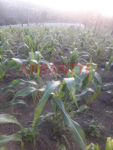 Imagem 5 de 18 de Terreno Em São Vicente - Mairiporã, Sp - 371687