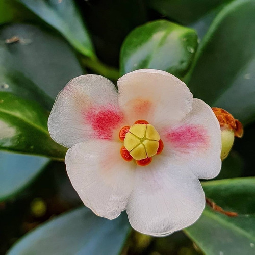 02 Muda Clusia Major Fluminensis Rosea - Clusia Variegata