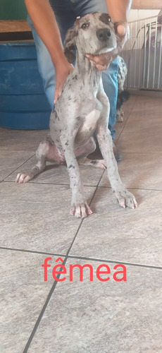 Filhotes De Dogue Alemão Arlequim Olhos Azuis
