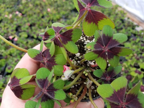 Bulbos De Oxalis Iron Cross (trebol De 4 Hojas) X10 Bulbos