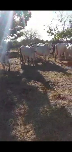 Imagem 5 de 5 de Vendo Vacas Nelore ,(aceito Trocas ) Caminhonete Ou Algo Do