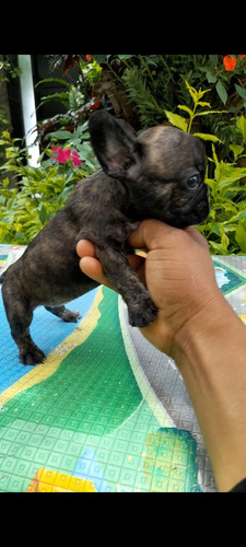 Cachorros Bull Dog Frances Café