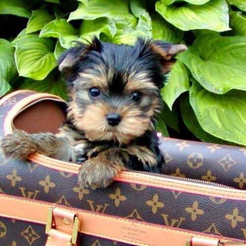 Cachorritos Yorkshire Terrier! Plateado