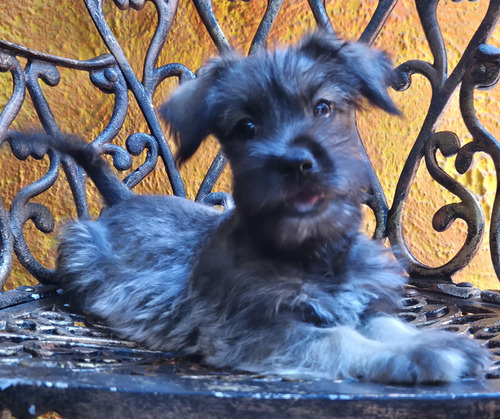 Schnauzer Machos Y Hembras Excelente Calidad Cariñosos Sal Y Pimienta,