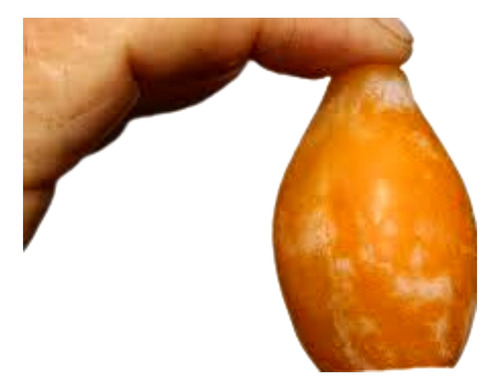 Árbol Ciruelo Injertado Gota Rocio De Miel De Oro Gotita